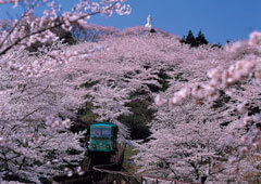 船岡城址公園の桜